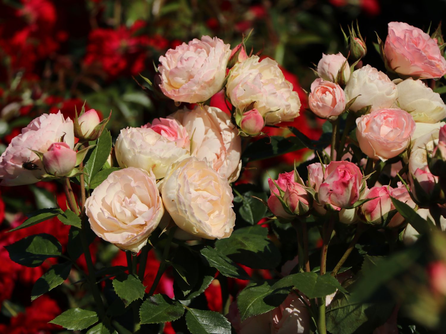 Edelrose 'Lovely Rokoko' ® - Rosa 'Lovely Rokoko' ® / Noblesse® Spray-Rose