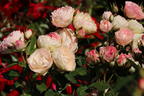 Edelrose 'Lovely Rokoko' ® - Rosa 'Lovely Rokoko' ® / Noblesse® Spray-Rose