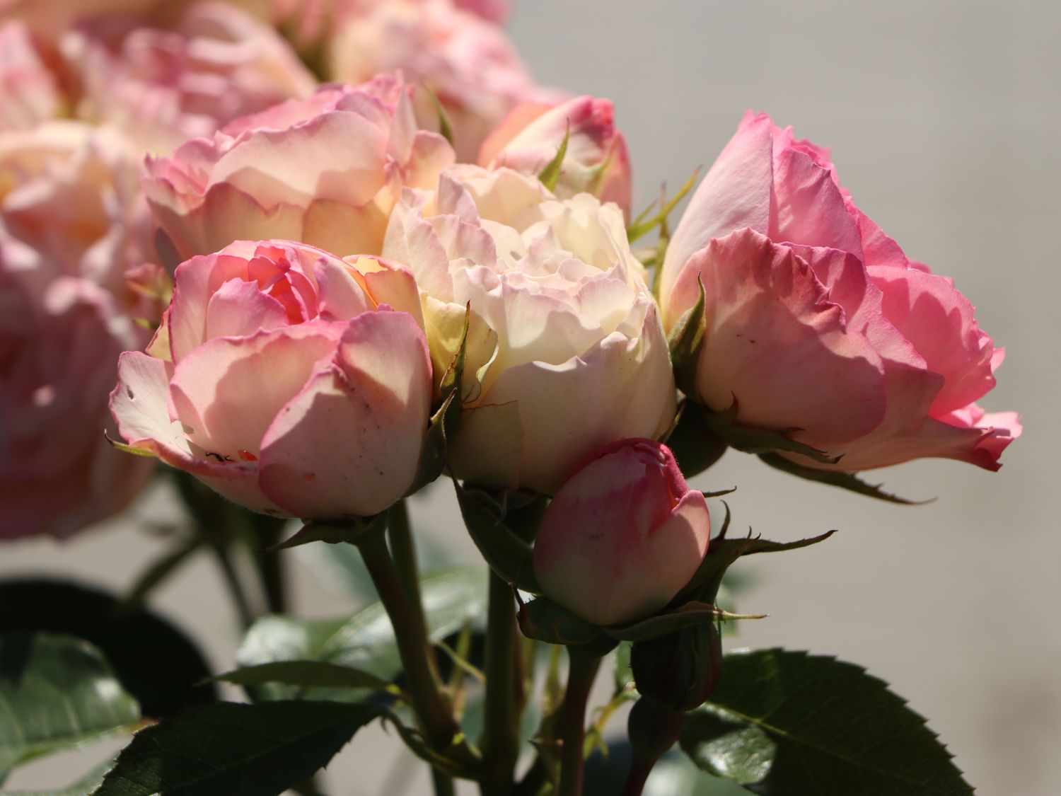 Edelrose 'Lovely Rokoko' ® - Rosa 'Lovely Rokoko' ® / Noblesse® Spray-Rose