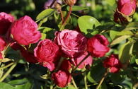 Edelrose 'Magic Rokoko' ® / Noblesse ® Spray-Rose