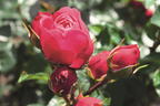 Edelrose 'Magic Rokoko' ® / Noblesse ® Spray-Rose - Rosa 'Magic Rokoko' ® / Noblesse ® Spray-Rose