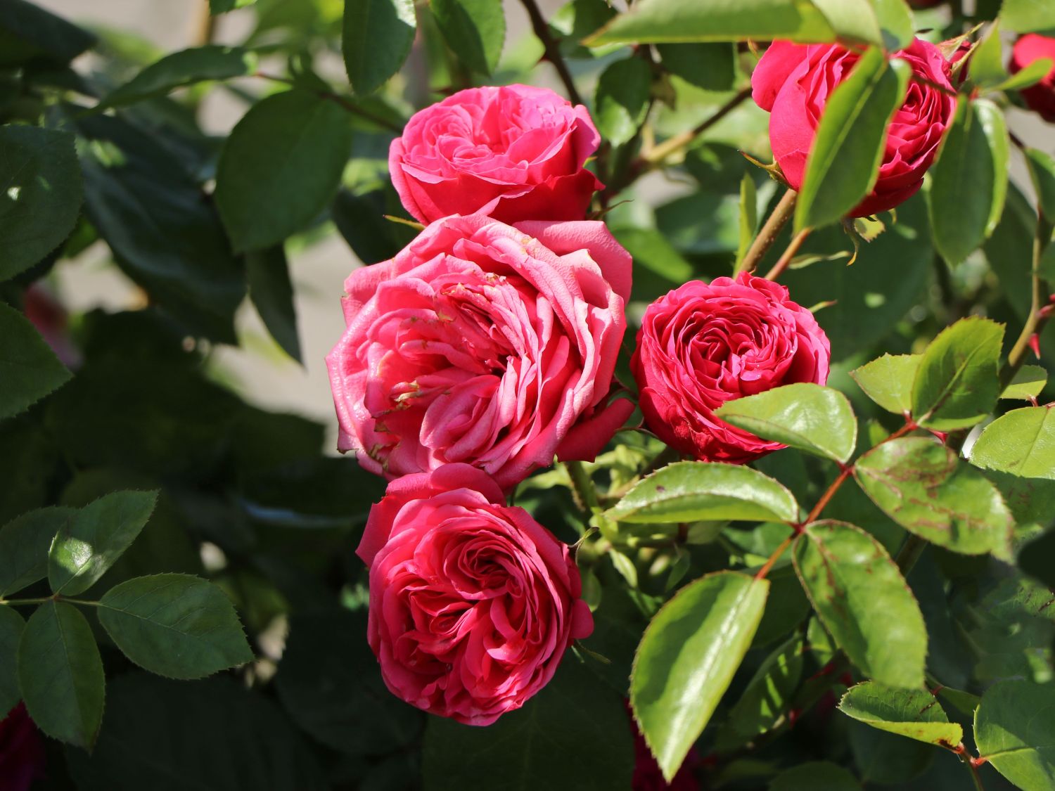 Edelrose 'Magic Rokoko' ®  / Noblesse ® Spray-Rose - Rosa 'Magic Rokoko' ®  / Noblesse ® Spray-Rose