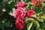 Edelrose 'Magic Rokoko' ® / Noblesse ® Spray-Rose - Rosa 'Magic Rokoko' ® / Noblesse ® Spray-Rose