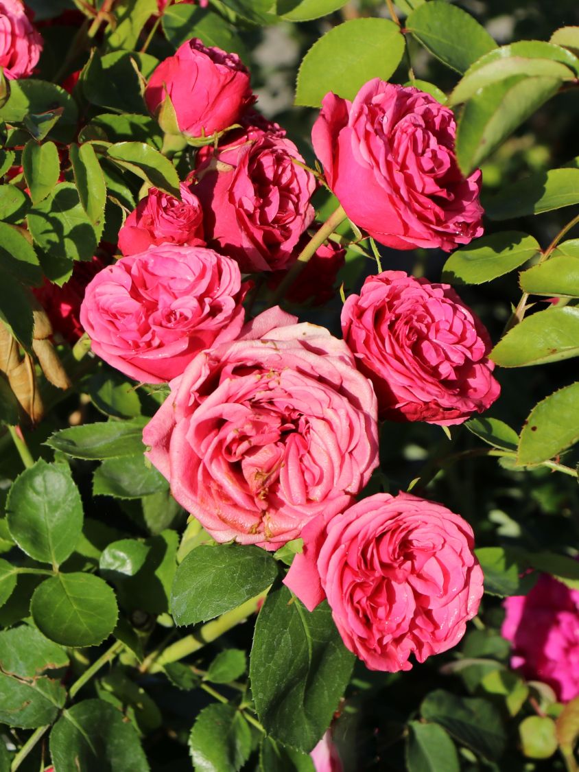 Edelrose 'Magic Rokoko' ®  / Noblesse ® Spray-Rose - Rosa 'Magic Rokoko' ®  / Noblesse ® Spray-Rose