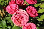 Edelrose 'Magic Rokoko' ® / Noblesse ® Spray-Rose - Rosa 'Magic Rokoko' ® / Noblesse ® Spray-Rose