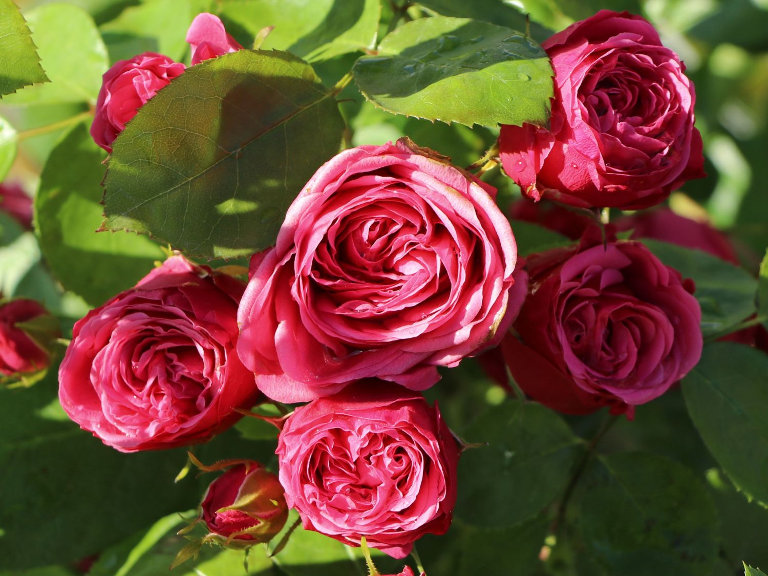 Edelrose 'Magic Rokoko' ®  / Noblesse ® Spray-Rose - Rosa 'Magic Rokoko' ®  / Noblesse ® Spray-Rose
