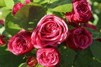 Edelrose 'Magic Rokoko' ® / Noblesse ® Spray-Rose - Rosa 'Magic Rokoko' ® / Noblesse ® Spray-Rose