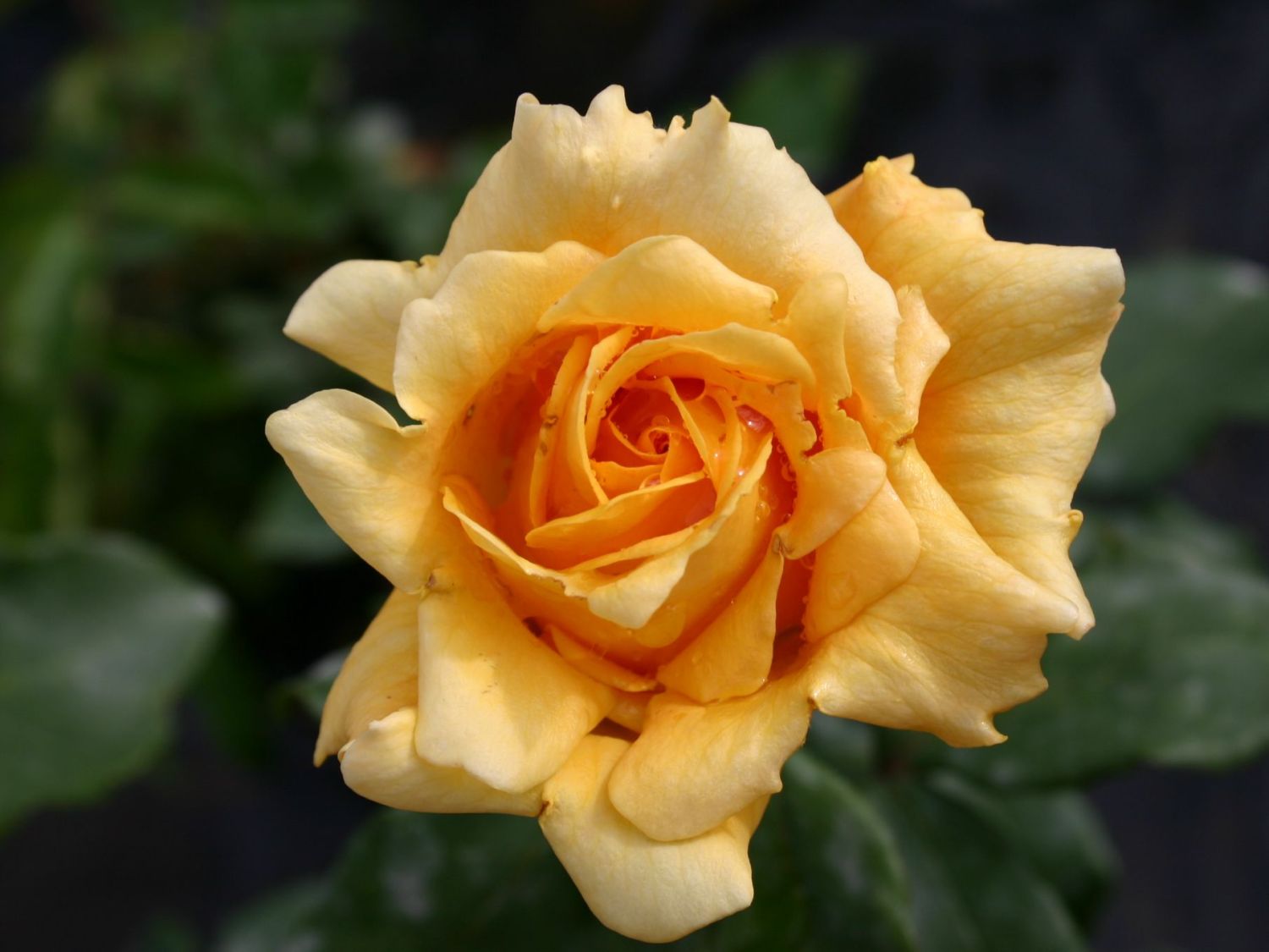 Edelrose 'Marco Polo' ®