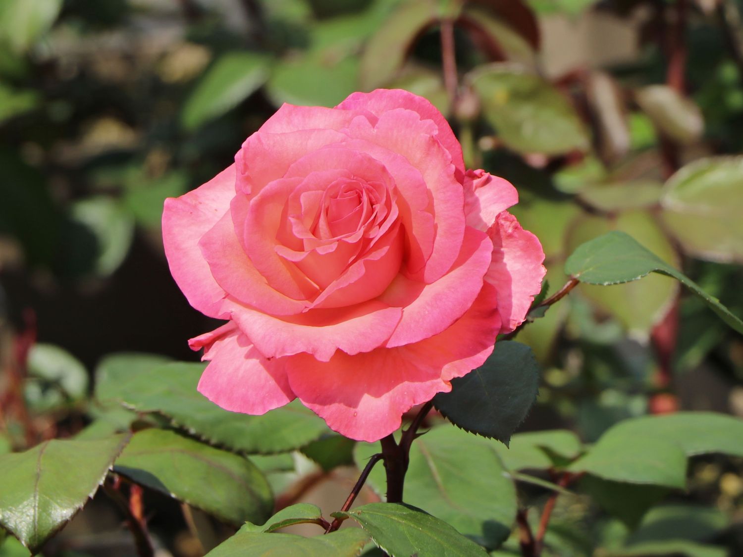 Edelrose 'Marie Caroline' ® adapanco - Rosa 'Marie Caroline' ® adapanco