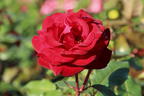 Edelrose 'Marlene' ® - Rosa 'Marlene' ®