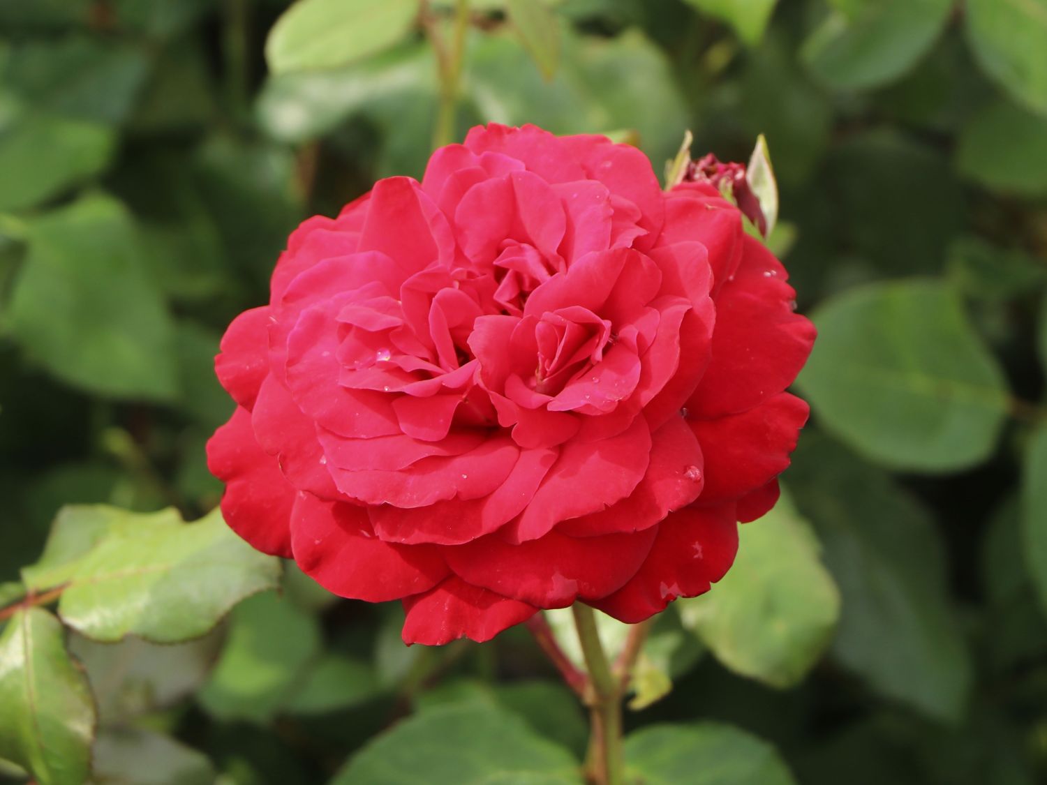 Edelrose 'Marlene' ® - Rosa 'Marlene' ®