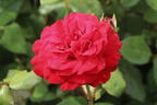 Edelrose 'Marlene' ® - Rosa 'Marlene' ®