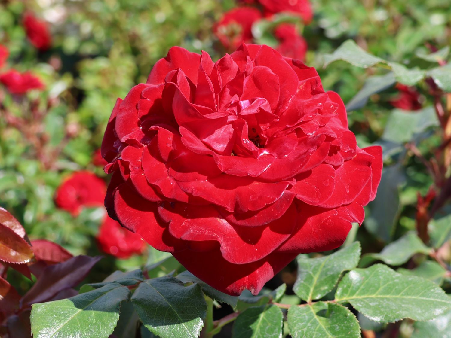 Edelrose 'Marlene' ® - Rosa 'Marlene' ®