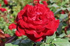 Edelrose 'Marlene' ® - Rosa 'Marlene' ®