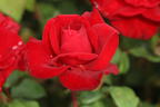 Edelrose 'Marlene' ® - Rosa 'Marlene' ®