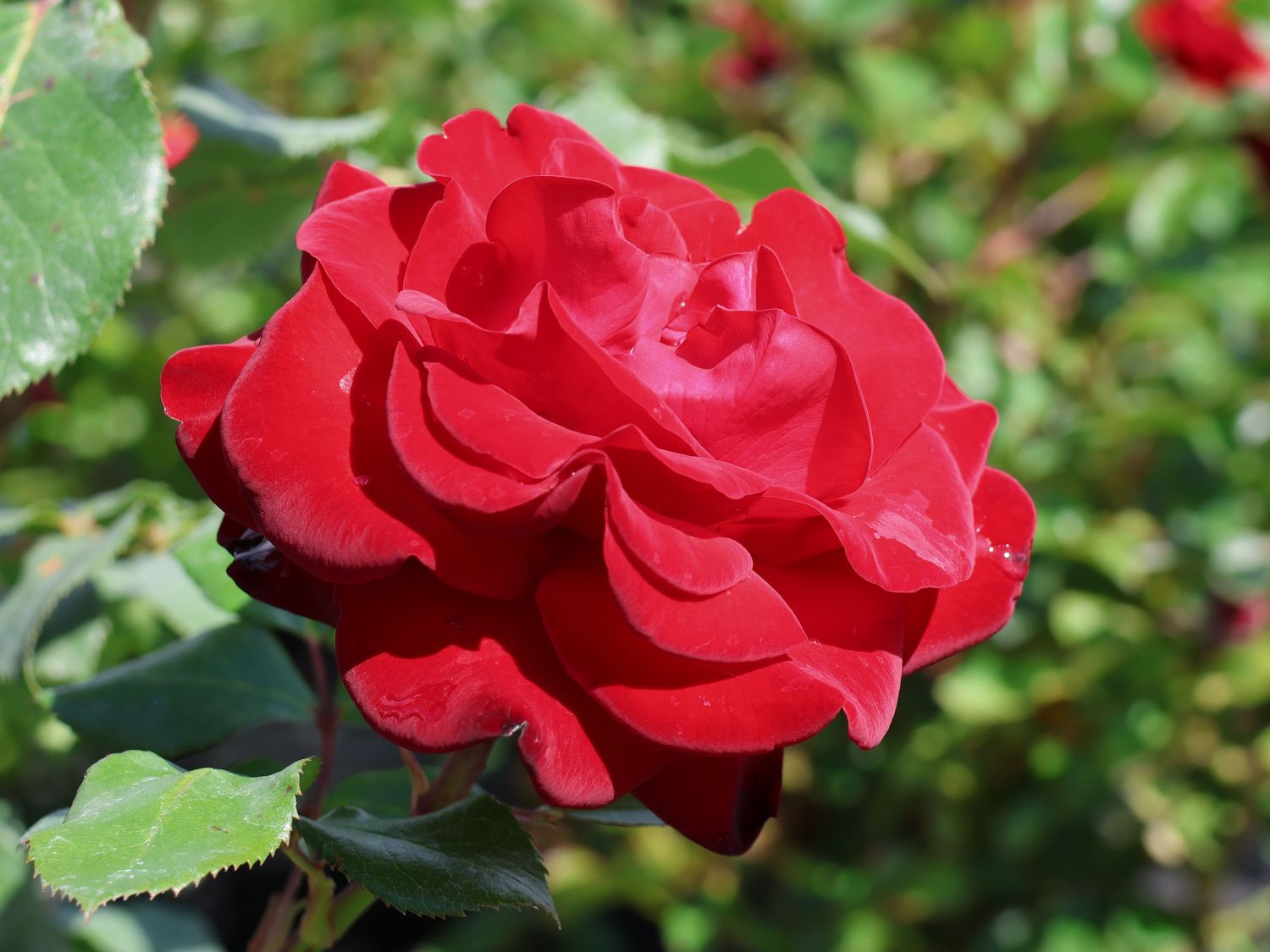 Edelrose 'Marlene' ® - Rosa 'Marlene' ®