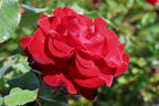 Edelrose 'Marlene' ® - Rosa 'Marlene' ®
