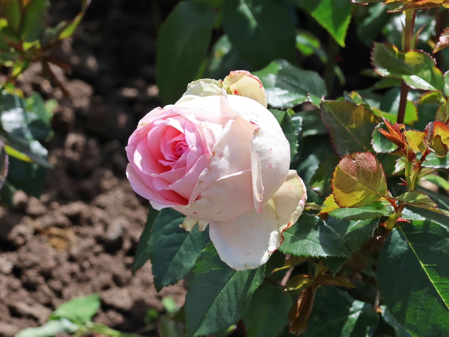 Edelrose 'Meine Rose'