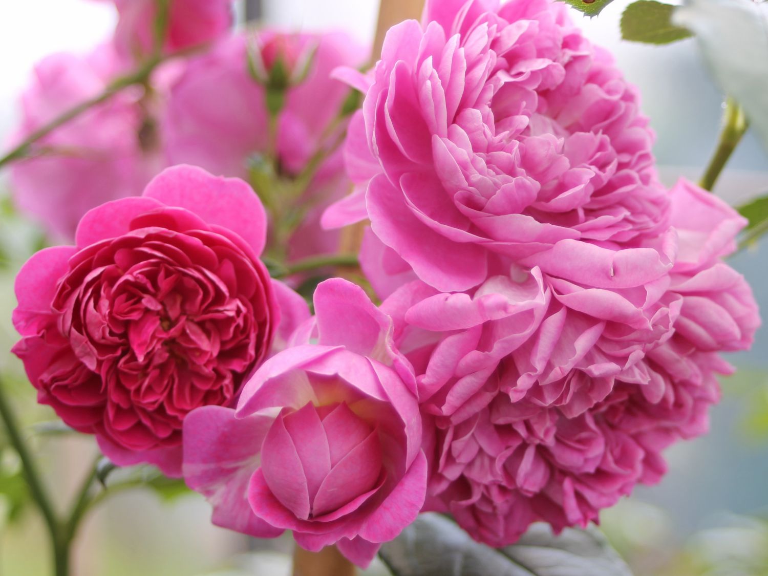 Edelrose 'Melina' ®