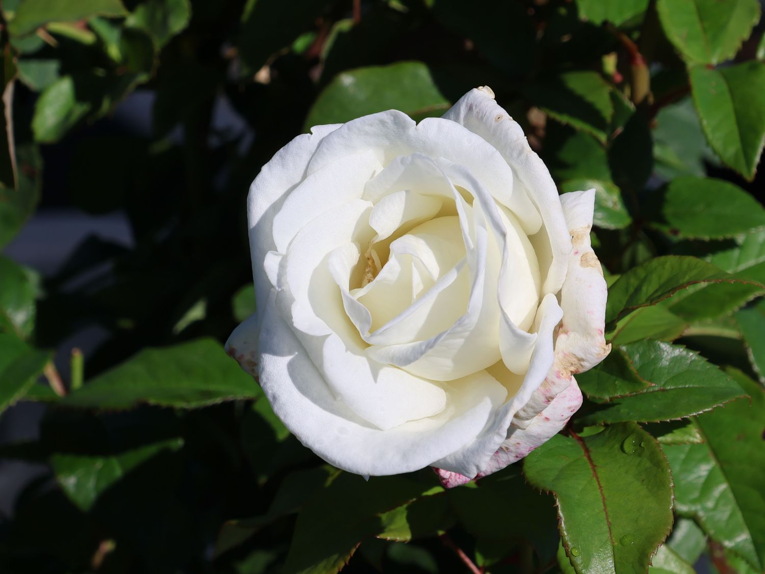 Edelrose 'Metropolitan'