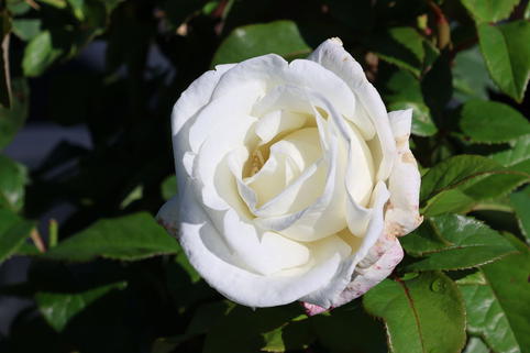 Edelrose 'Metropolitan' - Rosa 'Metropolitan'