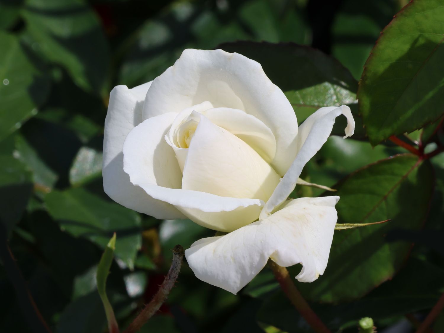 Edelrose 'Metropolitan' - Rosa 'Metropolitan'