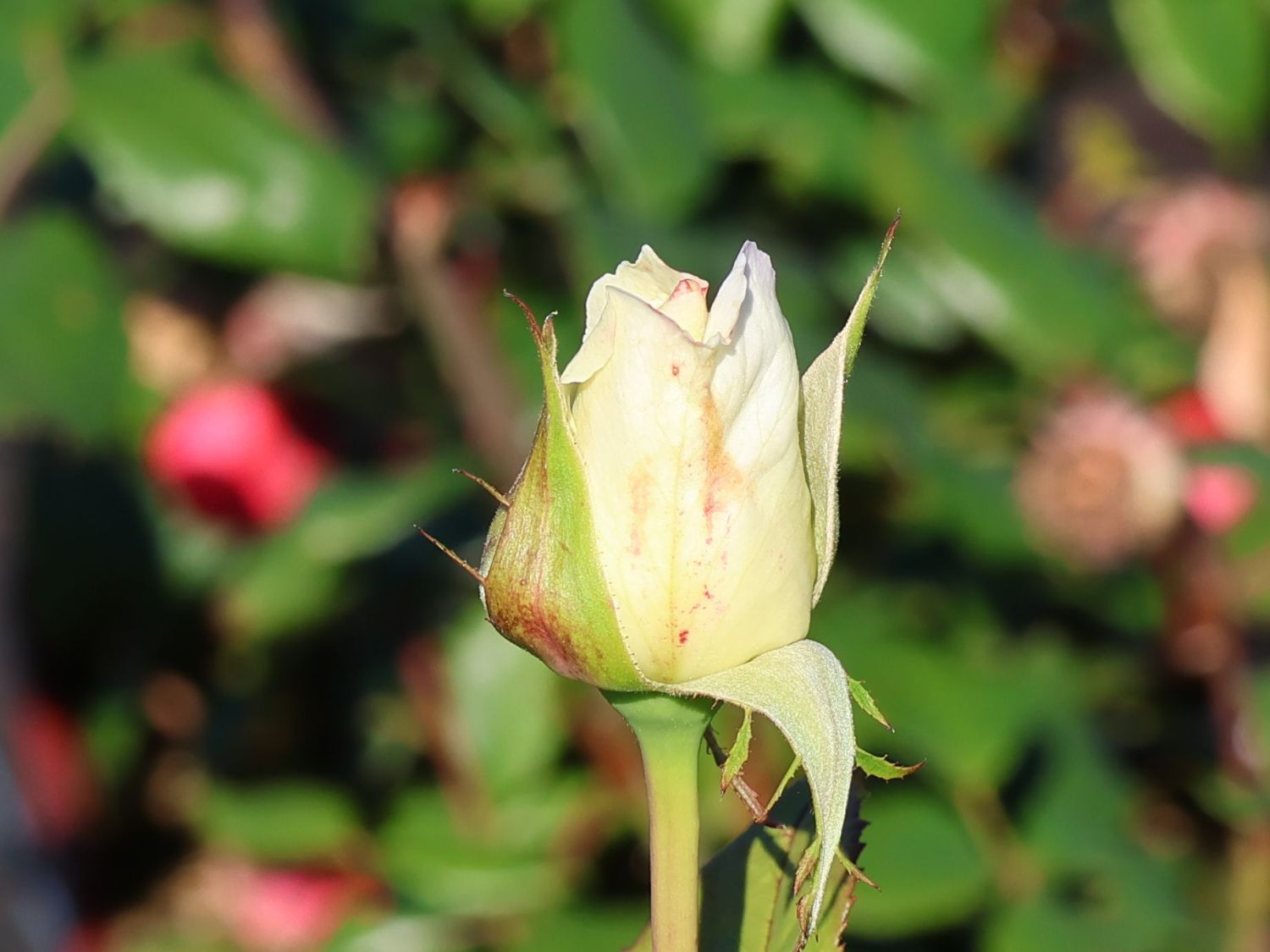 Edelrose 'Metropolitan' - Rosa 'Metropolitan'
