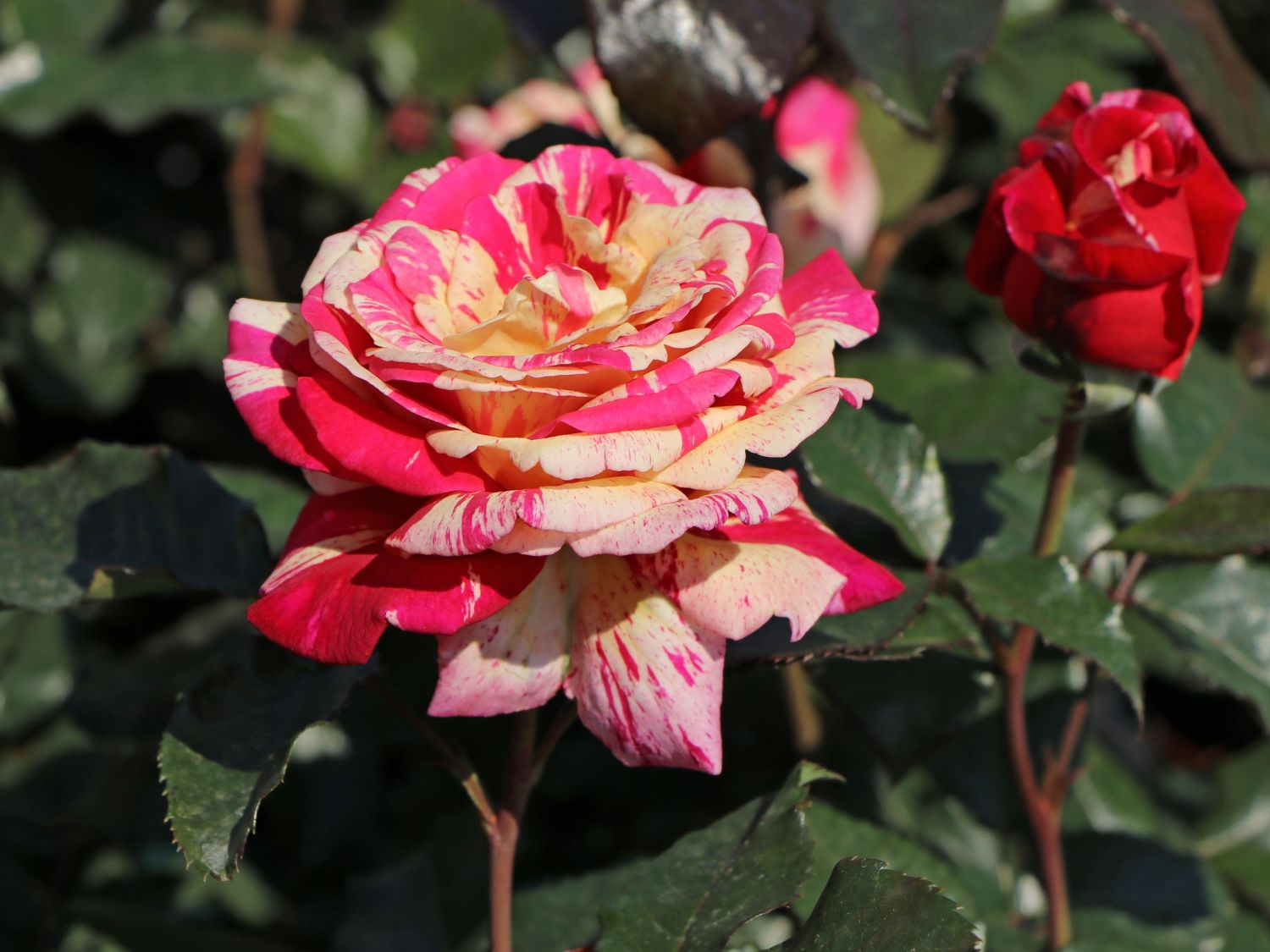 Edelrose Nirparfum Rose 'BROCELIANDE' ®