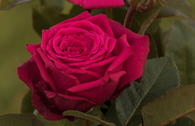 Edelrose 'Noblesse' ®