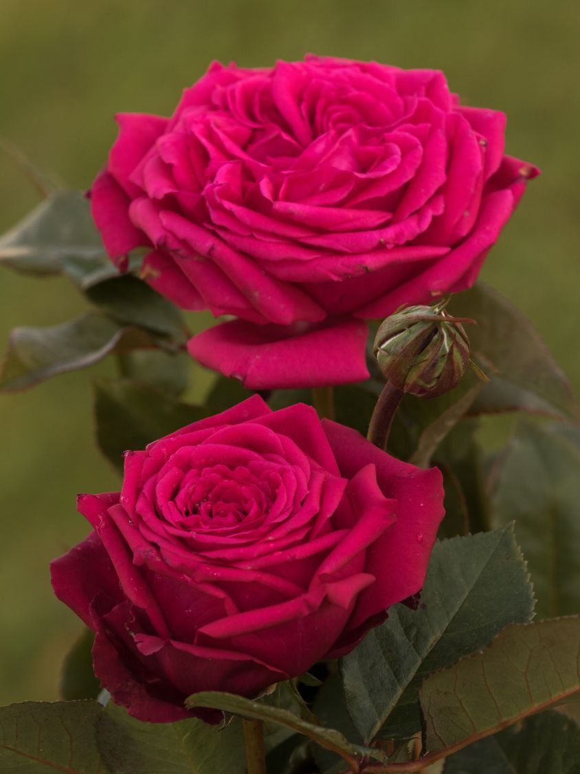 Edelrose 'Noblesse' ® - Rosa 'Noblesse' ®
