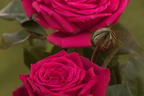 Edelrose 'Noblesse' ® - Rosa 'Noblesse' ®