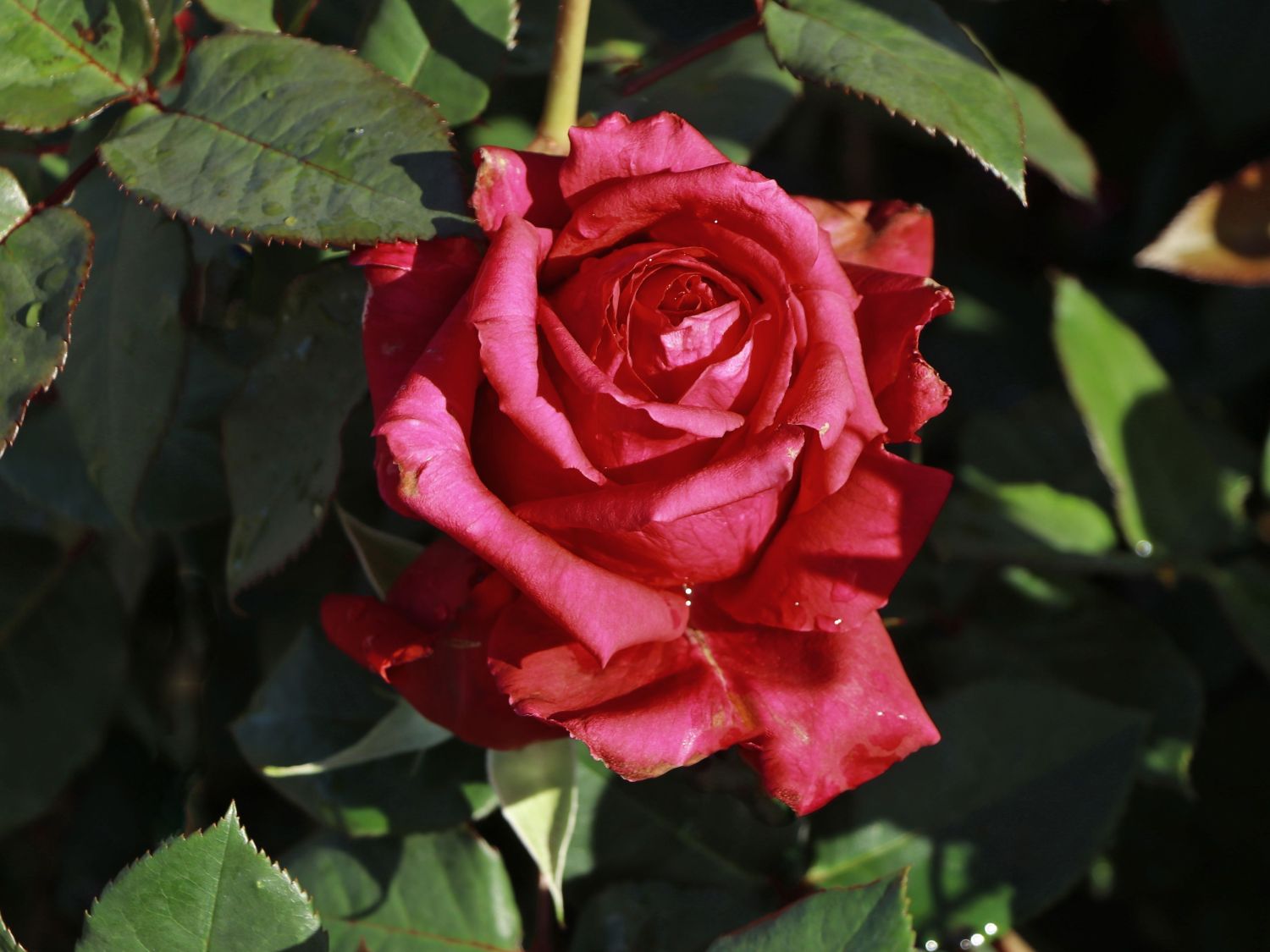 Edelrose 'Noblesse' ® - Rosa 'Noblesse' ®