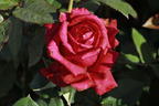 Edelrose 'Noblesse' ® - Rosa 'Noblesse' ®