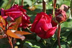 Edelrose 'Noblesse' ® - Rosa 'Noblesse' ®