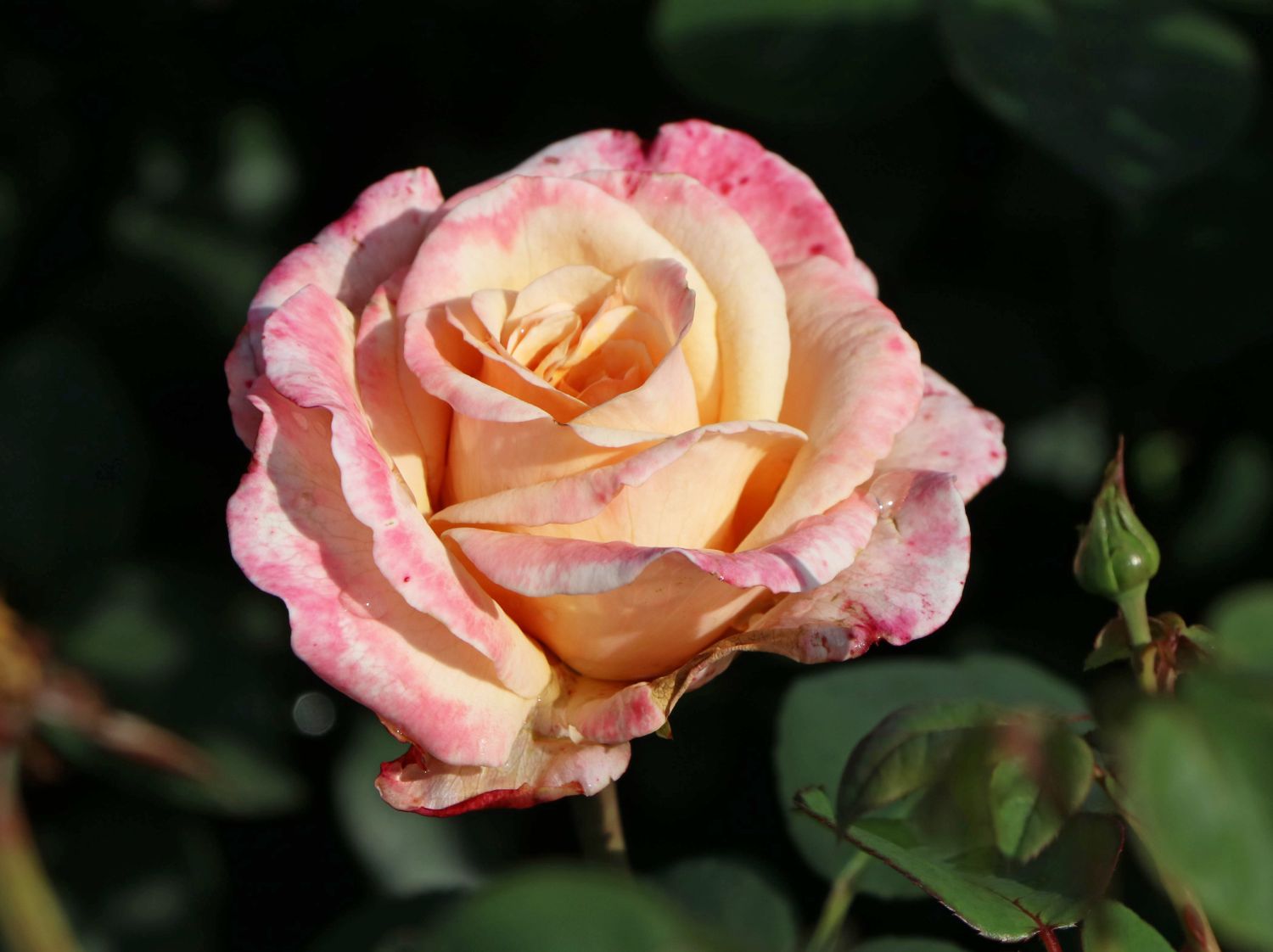 Edelrose 'Oh Happy Day' ®
