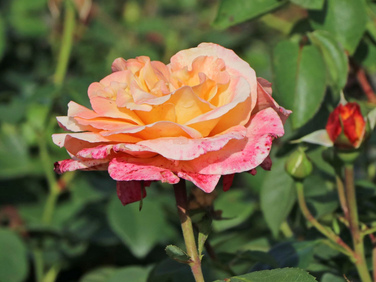Edelrose 'Oh Happy Day' ® - Rosa 'Oh Happy Day' ® ADR-Rose