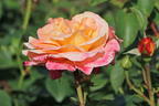Edelrose 'Oh Happy Day' ® - Rosa 'Oh Happy Day' ® ADR-Rose
