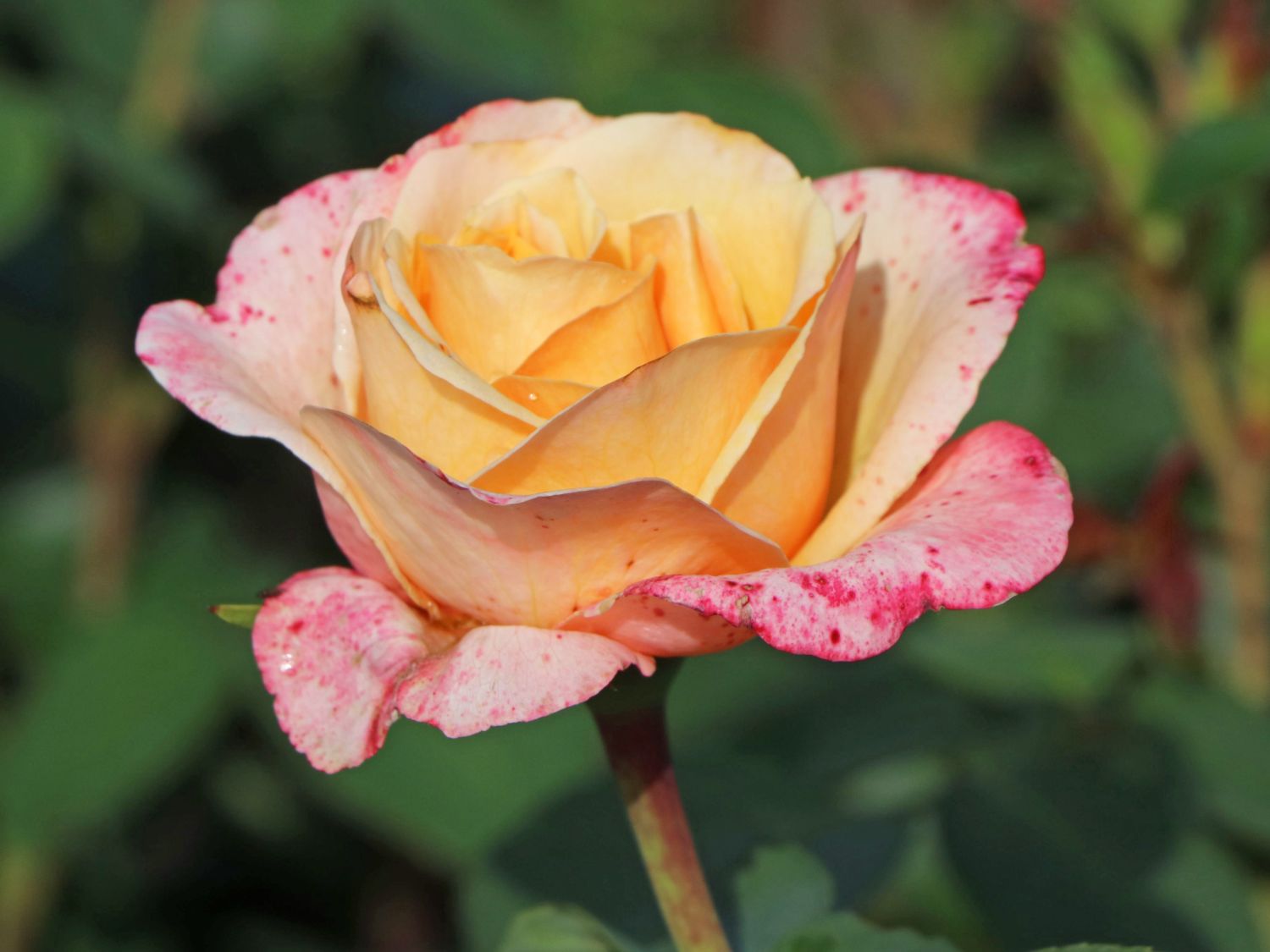Edelrose 'Oh Happy Day' ® - Rosa 'Oh Happy Day' ® ADR-Rose