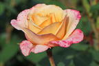 Edelrose 'Oh Happy Day' ® - Rosa 'Oh Happy Day' ® ADR-Rose