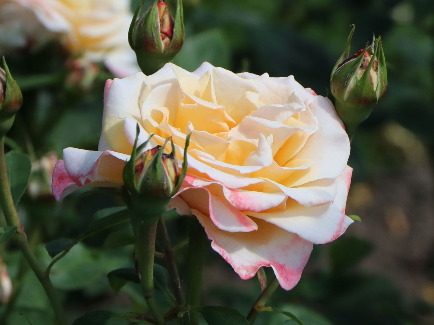 Edelrose 'Oh Happy Day' ® - Rosa 'Oh Happy Day' ® ADR-Rose