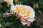 Edelrose 'Oh Happy Day' ® - Rosa 'Oh Happy Day' ® ADR-Rose