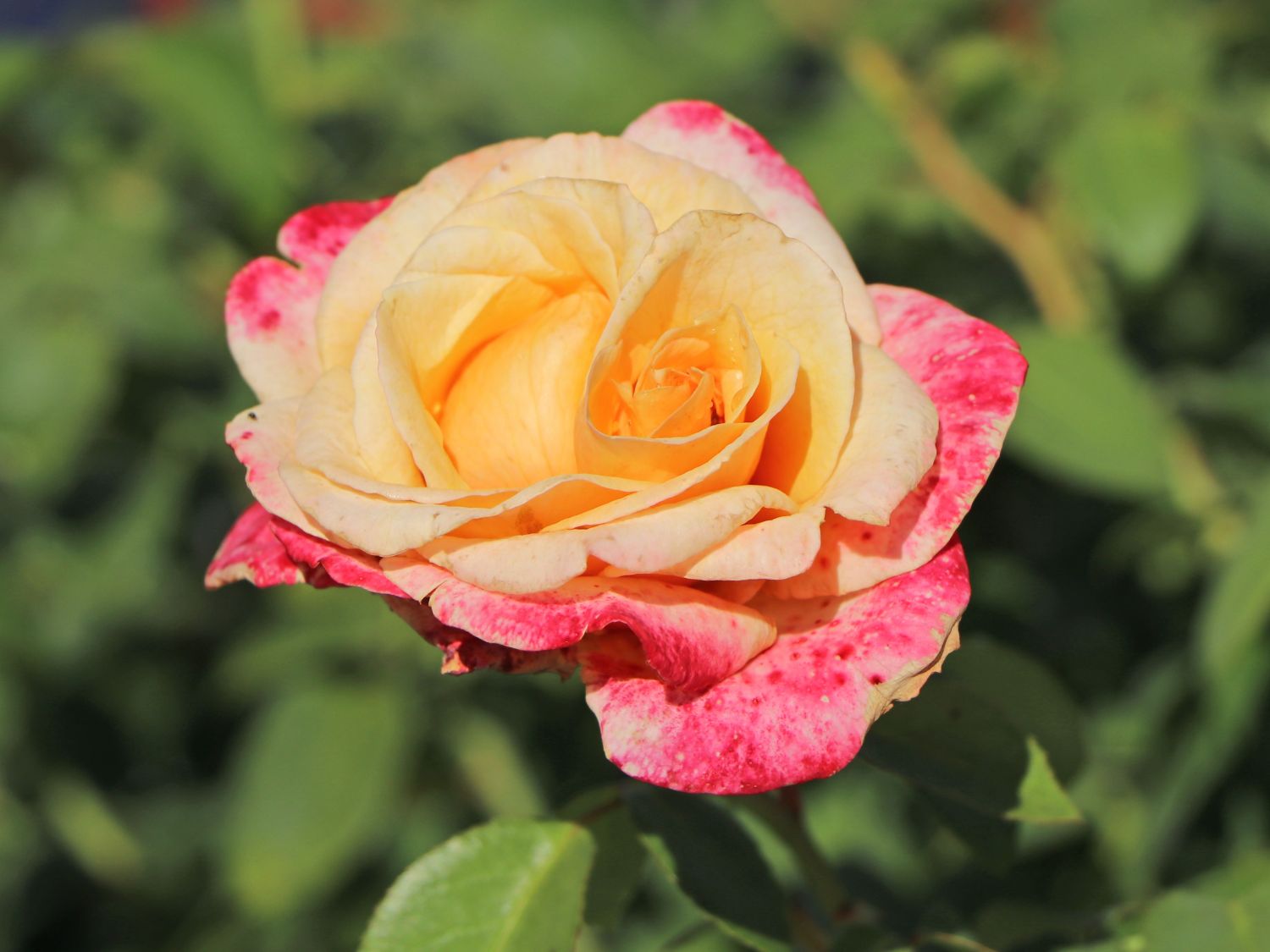 Edelrose 'Oh Happy Day' ® - Rosa 'Oh Happy Day' ® ADR-Rose
