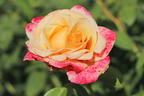 Edelrose 'Oh Happy Day' ® - Rosa 'Oh Happy Day' ® ADR-Rose