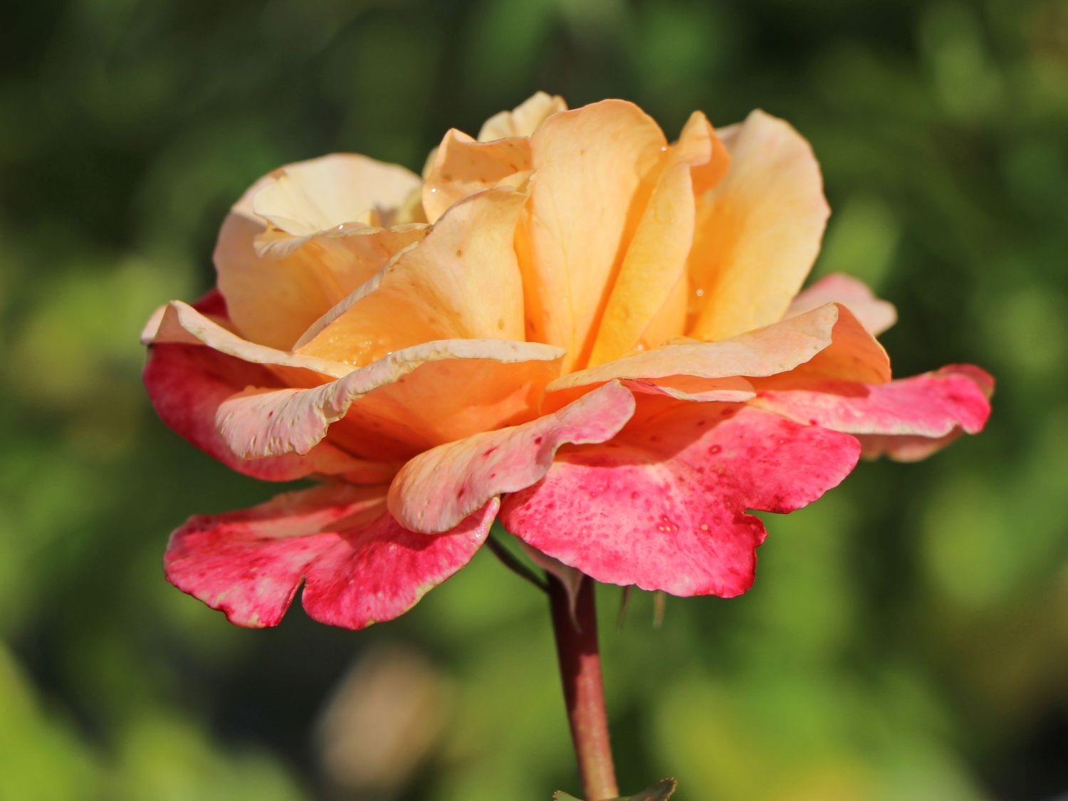 Edelrose 'Oh Happy Day' ® - Rosa 'Oh Happy Day' ® ADR-Rose