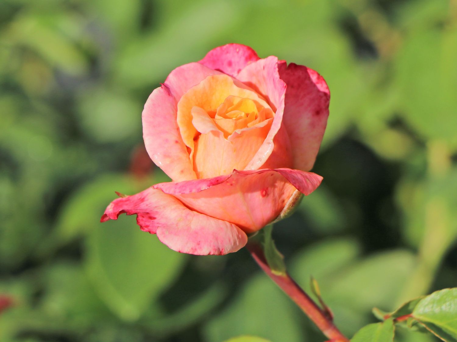 Edelrose 'Oh Happy Day' ® - Rosa 'Oh Happy Day' ® ADR-Rose