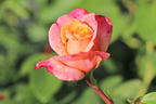 Edelrose 'Oh Happy Day' ® - Rosa 'Oh Happy Day' ® ADR-Rose