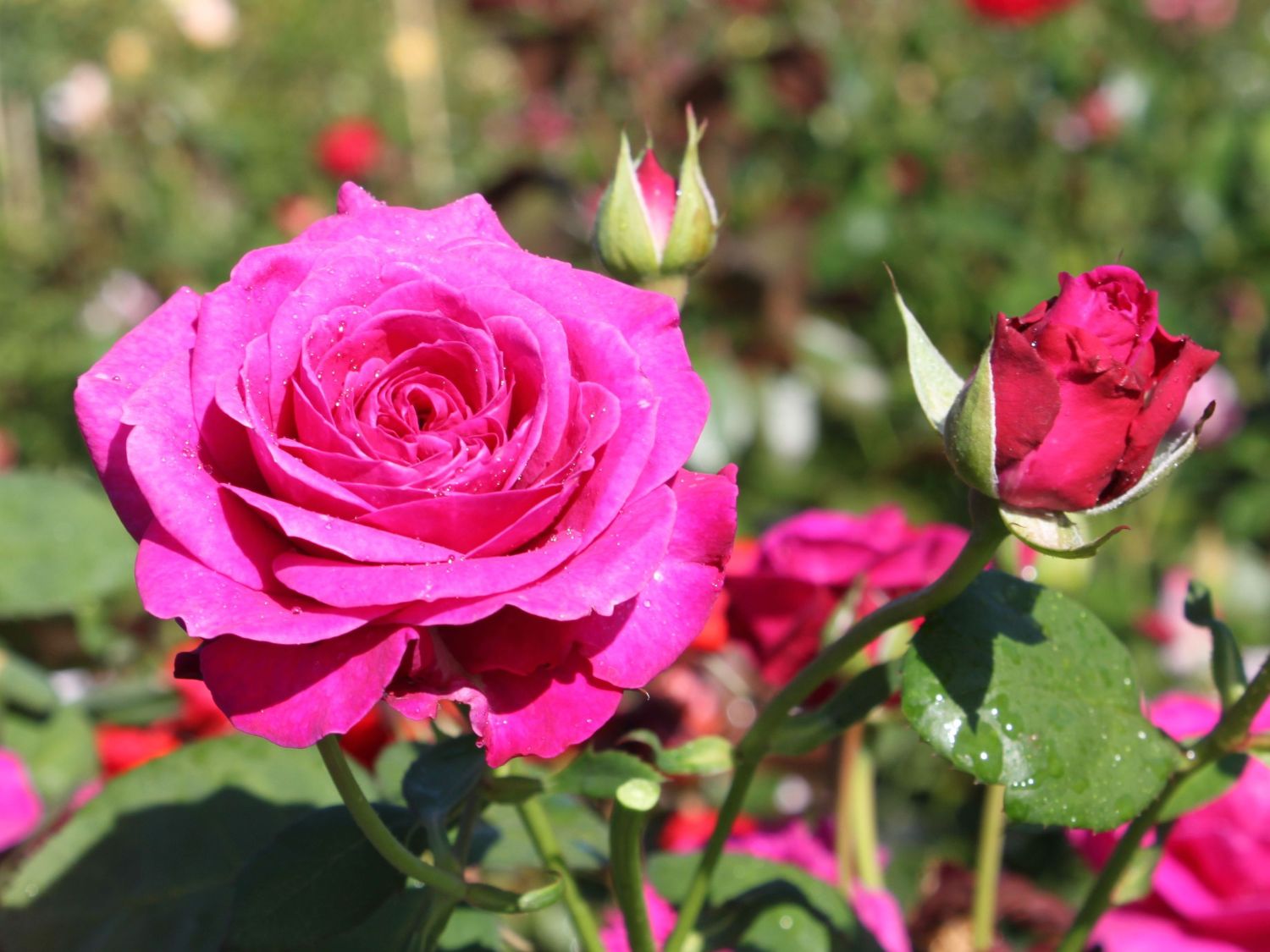 Edelrose 'Old Port' ®
