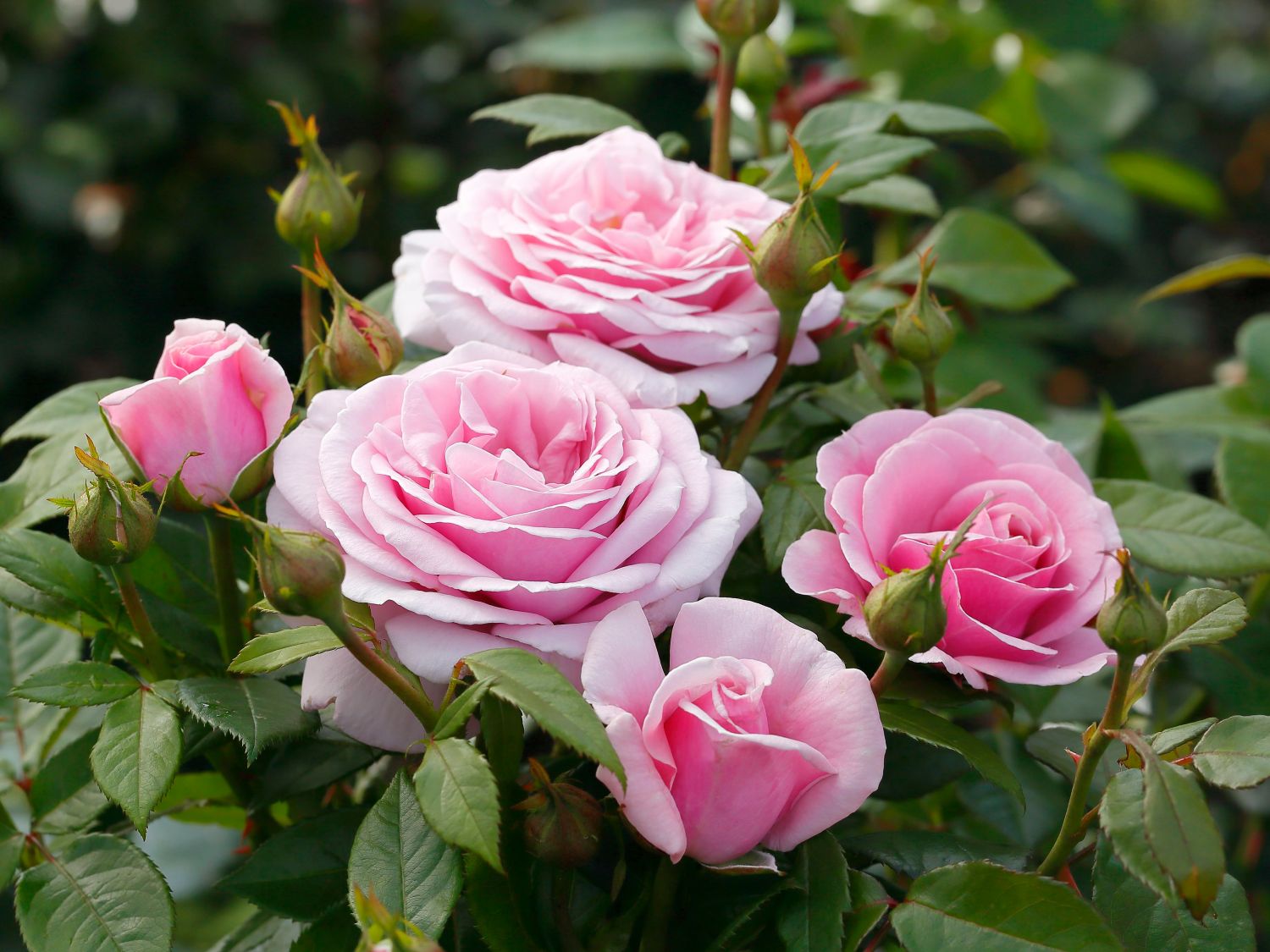 Edelrose 'Pacific Blue' ®