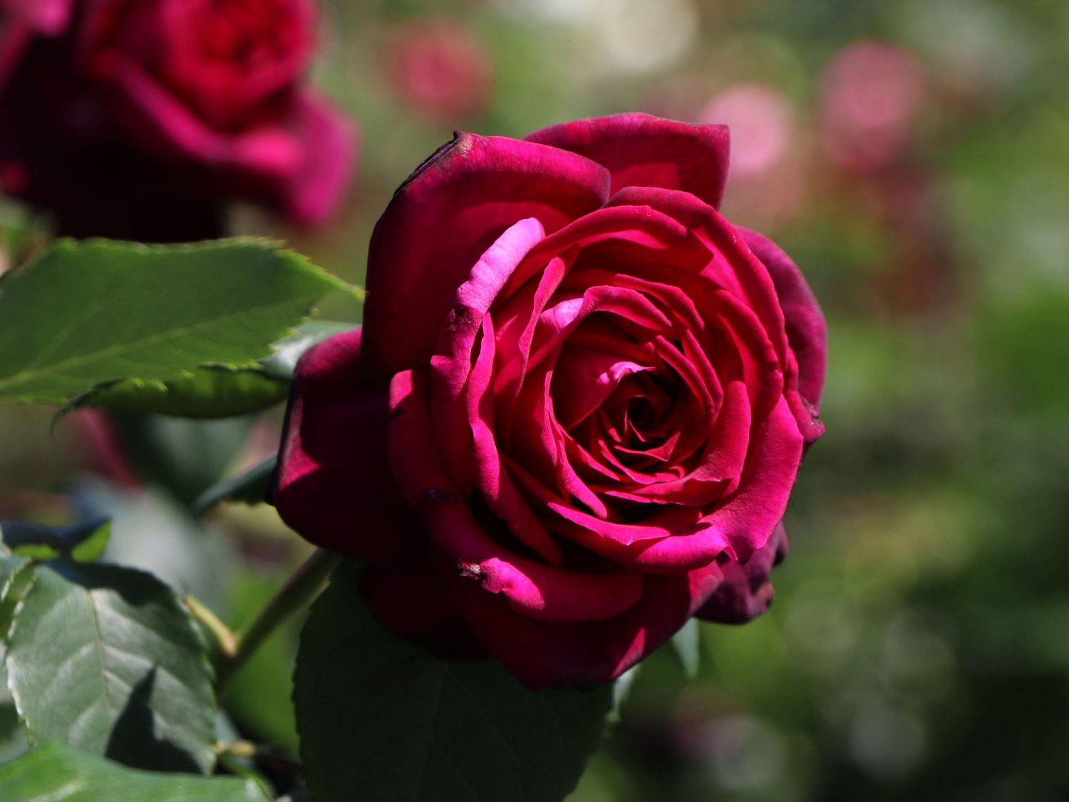 Edelrose Parfuma ® 'Gräfin Diana' ®