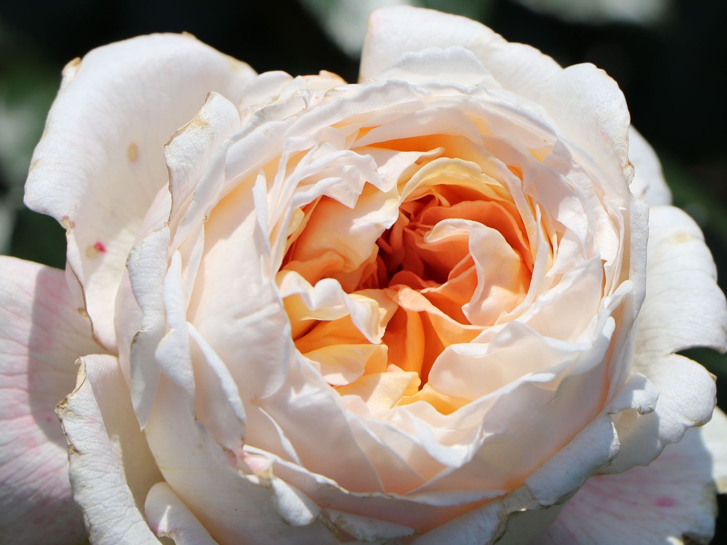 Edelrose Parfuma ® 'Großherzogin Luise' ®